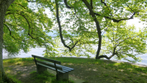 Bench with trees by a lake
